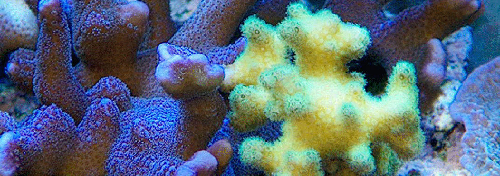 Reefs