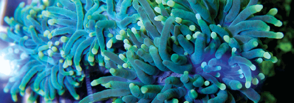 Reefs
